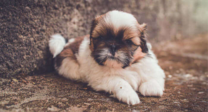 Prince